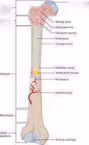 Labeling portions of a long bone learn with flashcards, games and more — for free. Anatomy Of A Long Bone Diagram Quizlet