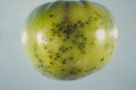 Image result for tomato seedling pseudomonas syringae pv tomato symptoms