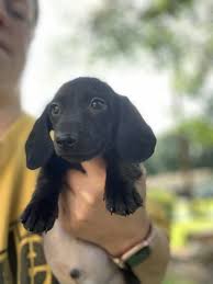 Check spelling or type a new query. Dachshund Puppies For Sale Otisville Ny 306099