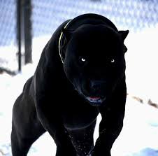 Black And White Pitbull Dog Price This Pitbull Looks Like Part Dog Part Black Panther Scary Dogs Bully Breeds Dogs Black Pitbull Puppies