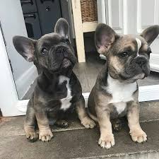 La Plupart Des Chiens Nont Pas Vraiment Besoin De Porter Un Impermeable Ou Des Bottes De Pluie Lorsquils Font Chiots Bouledogues Bouledogue Francais Bouledogue