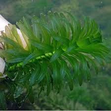Image result for Elodea