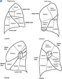 Lung Segments Lunges Nuclear Medicine Medical Anatomy