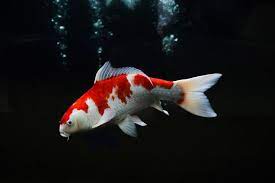 Jun 06, 2019 · large koi can consume shrimp whole, or chop them into pieces for smaller koi. Do Koi Eat Other Fish What You Need To Know Pet Keen
