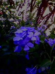 Choose photos that make the right impression for your professional, social, and dating profiles. Blue Flower By Chut Chut On Deviantart