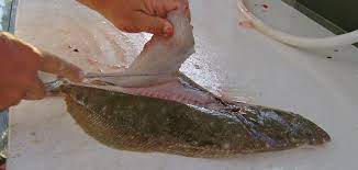 How To Fillet A Flatfishflounder | Halibut | Offshore Academy | Bloodydecks