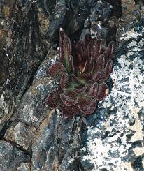 Image result for Kotschya