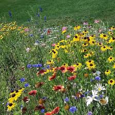Also, cheerios has also promised to incorporate wildflowers into 3,300 acres (which is equivalent to 30 vatican cities). Northeast Wildflower Seed Mix High Country Gardens