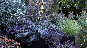 Image result for Lythrum rotundifolium