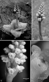 Image result for Laurembergia tetrandra