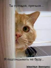 Ты прячься, прячься. ® Я подглядывать не буду. / котоматрица / смешные  картинки и другие приколы: комиксы, гиф анимация, видео, лучший  интеллектуальный юмор.