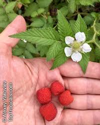 Image result for Rubus rosifolius