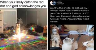 We did not find results for: Enter The Gateway To Caturday 37 Cat Memes Mimicnews