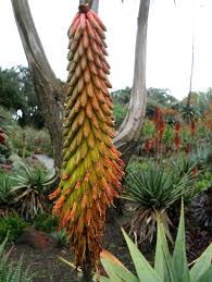 Image result for Aloe aculeata × ortholopha