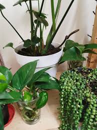 Collect the longer pieces of trimmed stems. I Have Cuttings Pothos String Of Pearls Xmas Cactus Wandering Jew And Maybe Marble Queen Pothos Coffee Arabica Baby With Roots Plenty Of Aloe Can Harvest Wild Plants Moss For Kokedama I M