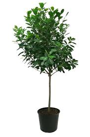 Image result for Ficus tremula