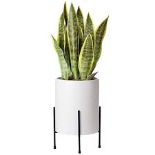 Check spelling or type a new query. 10 Best Pot For Snake Plant Reviews Inside Herb Gardens