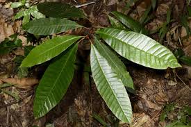 Image result for Chrysophyllum gorungosanum