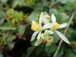 Image result for Grewia hornbyi