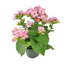Image result for Kalanchoe calandiva