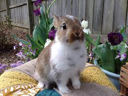 Pin By Tara Haltiwanger On Care Animals Aster Rabbit