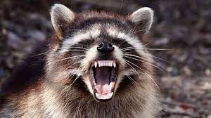 Can i get rabies from a dog bite? Fourth Rabid Raccoon Found In Short Stretch This Time In Westminster What S The Deal Carroll County Times