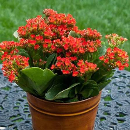 Celosia Cristata (Cockscomb) Sapling