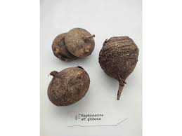 Image result for Raphionacme madiensis