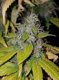 Maybe you would like to learn more about one of these? Aphids On Buds 2 3 Weeks Until Harvest Grasscity Forums The 1 Marijuana Community Online