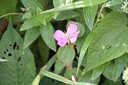 Image result for Dissotis pulchra