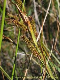 Image result for Carex sp.no.1