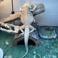 Find great deals on ebay for exotic pets. Reptile Shop Near Me Off 55 Www Usushimd Com