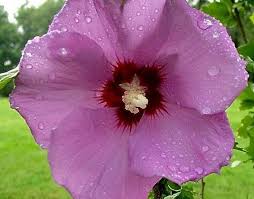 Image result for Hibiscus syriacus Violet Clair Double