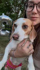 Lost dog in Leeside Drive area?