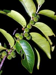 Image result for Chaetocarpus