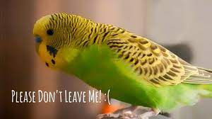 How Long Can Parakeets Be Left Alone Hutch And Cage