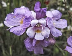 Image result for Xylopia collina