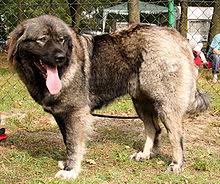 The sheer size of the caucasian mountain dog, or caucasian shepherd, makes them an infamous breed. Caucasian Shepherd Dog Wikipedia