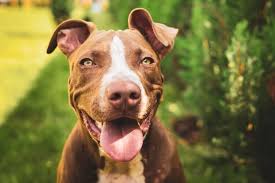 Ear cropping is a type of cosmetic surgery performed on pitbull puppies where a part of the ears are cut and shaped so they stand erect. Pitbull Ear Cropping Purpose Procedure Pros Vs Cons Marvelous Dogs