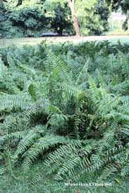 Image result for Nephrolepis biserrata