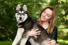 We show you the best dog food brands so you can feed your dog perfect food. 5 Best Dog Food For Huskies Oodle Life