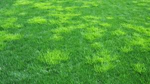 Image result for Poa
