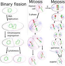 Cell Division Mitosis And Meiosis Cell Biology Mitosis Teaching Biology