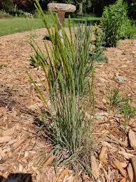 Image result for Koeleria