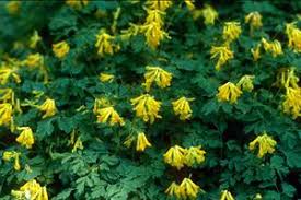 It brings a soft look to shaded areas. Corydalis Lutea Sunnyside Gardens