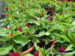 Image result for Celosia pandurata