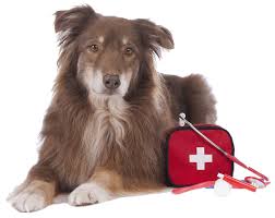 Ptz insurance agency ltd., d.b.a. 24 Hour Emergency Care Emergency Pet Clinic San Antonio