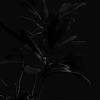 The brilliant flowers come in a wide range of colors that will fit in any garden. 3