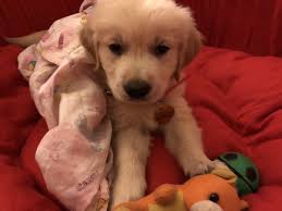 Apr 12, 2021 · around the price range of rs.20000 to rs.25000, you can buy a golden retriever in india. How Much Will A Golden Retriever Cost Quora