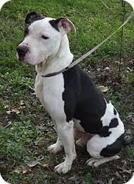 We did not find results for: 55 Great Dane And Pitbull Mix L2sanpiero
